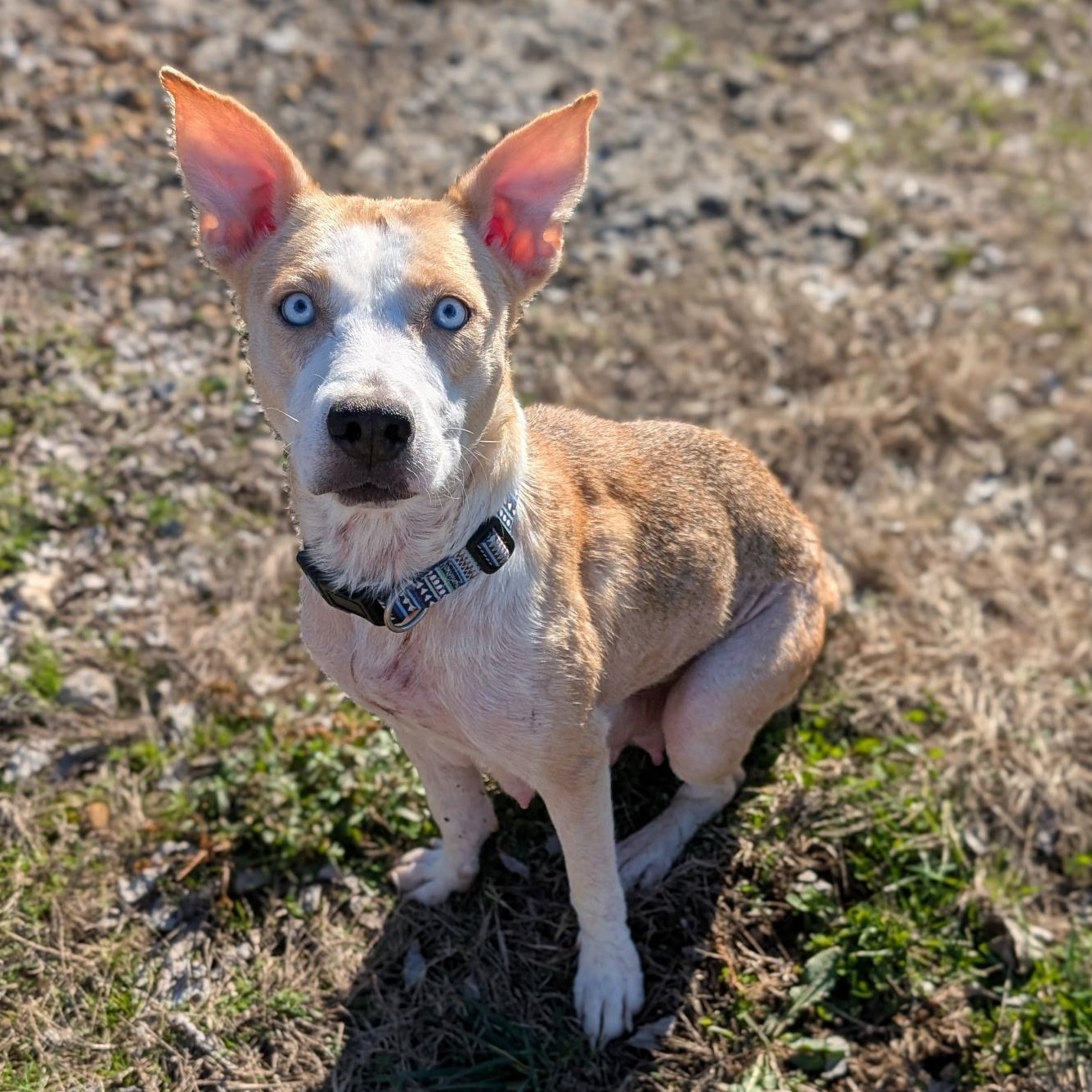 Enlarge Plum, a ADOPTABLE mixed breed in Spring hill, TN image 2/5