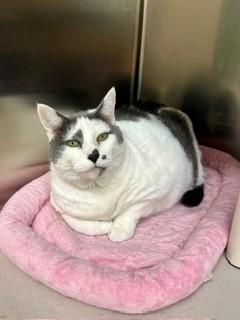 Enlarge Betty, a ADOPTABLE Domestic Short Hair in Parsippany, NJ image 2/2