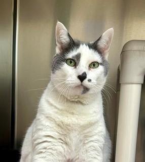 Betty, ADOPTABLE, Senior Female Domestic Short Hair.