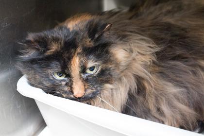 Mama, Adoptable, Adult Female Domestic Long Hair & Domestic Short Hair.