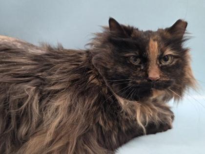 Mama, a Adoptable mixed breed in Woodbury, MN image 2/3