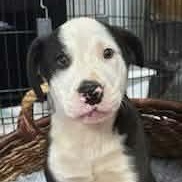 Enlarge Oreo Cookie - Local pup, a Adoptable mixed breed in Andover, MA image 1/6