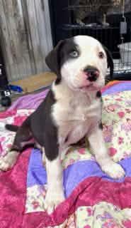 Enlarge Oreo Cookie - Local pup, a Adoptable mixed breed in Andover, MA image 4/6