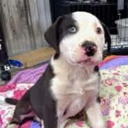 Enlarge Oreo Cookie - Local pup, a Adoptable mixed breed in Andover, MA image 2/6