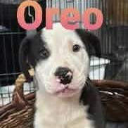 Enlarge Oreo Cookie - Local pup, a Adoptable mixed breed in Andover, MA image 6/6