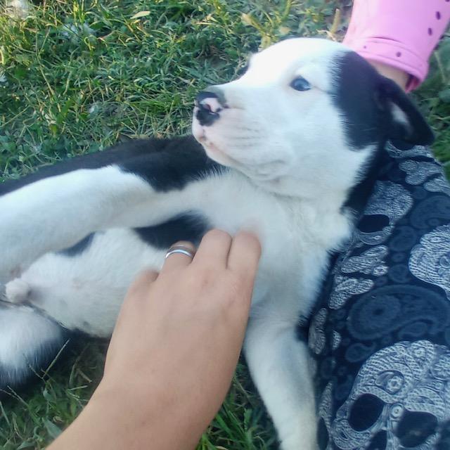 Enlarge Oreo Cookie - Local pup, a Adoptable mixed breed in Andover, MA image 3/6