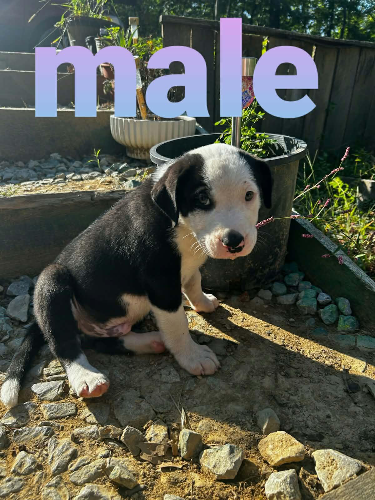 Enlarge Oreo Cookie - Local pup, a Adoptable mixed breed in Andover, MA image 5/6
