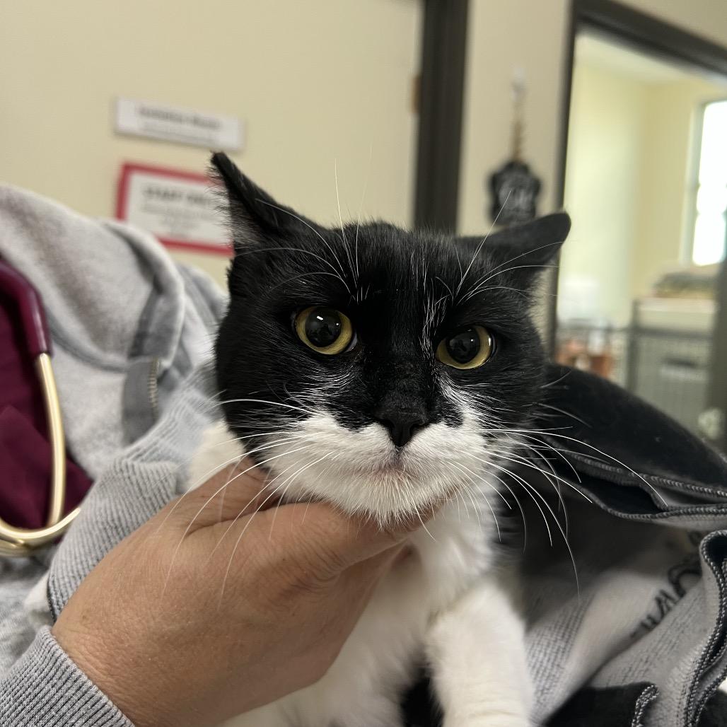 Elle, a Adoptable Domestic Medium Hair in Lexington, KY image 1/2