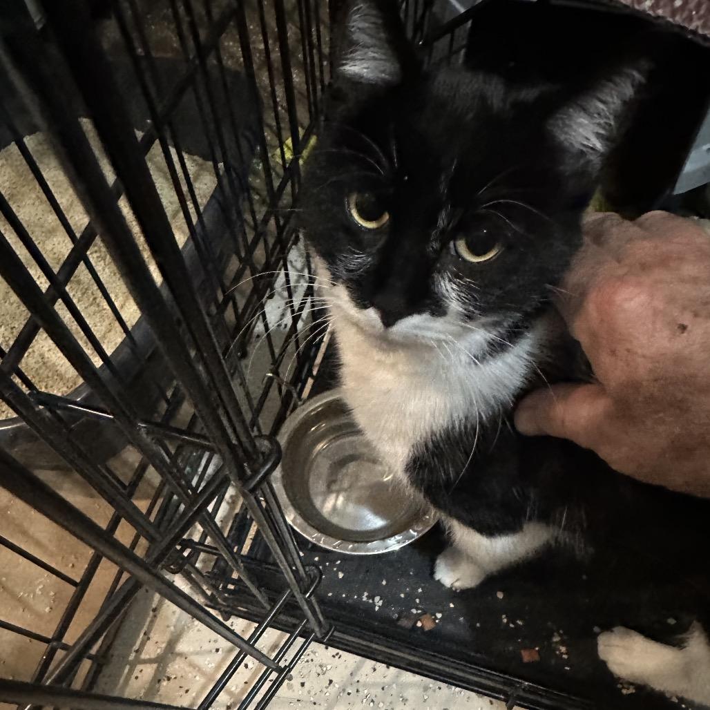 Elle, a Adoptable Domestic Medium Hair in Lexington, KY image 2/2