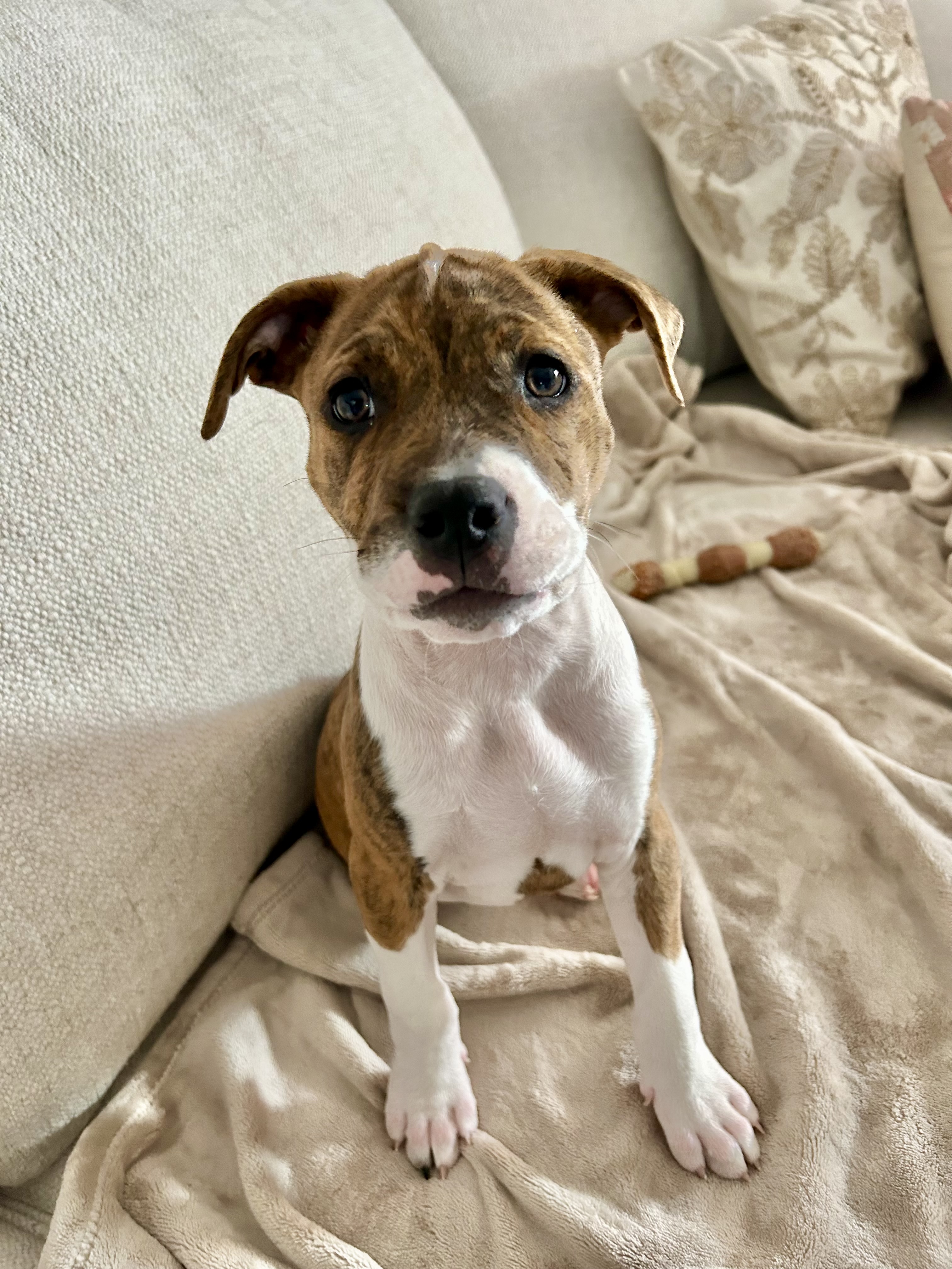 Boone, Adopted, Puppy Male Boxer.