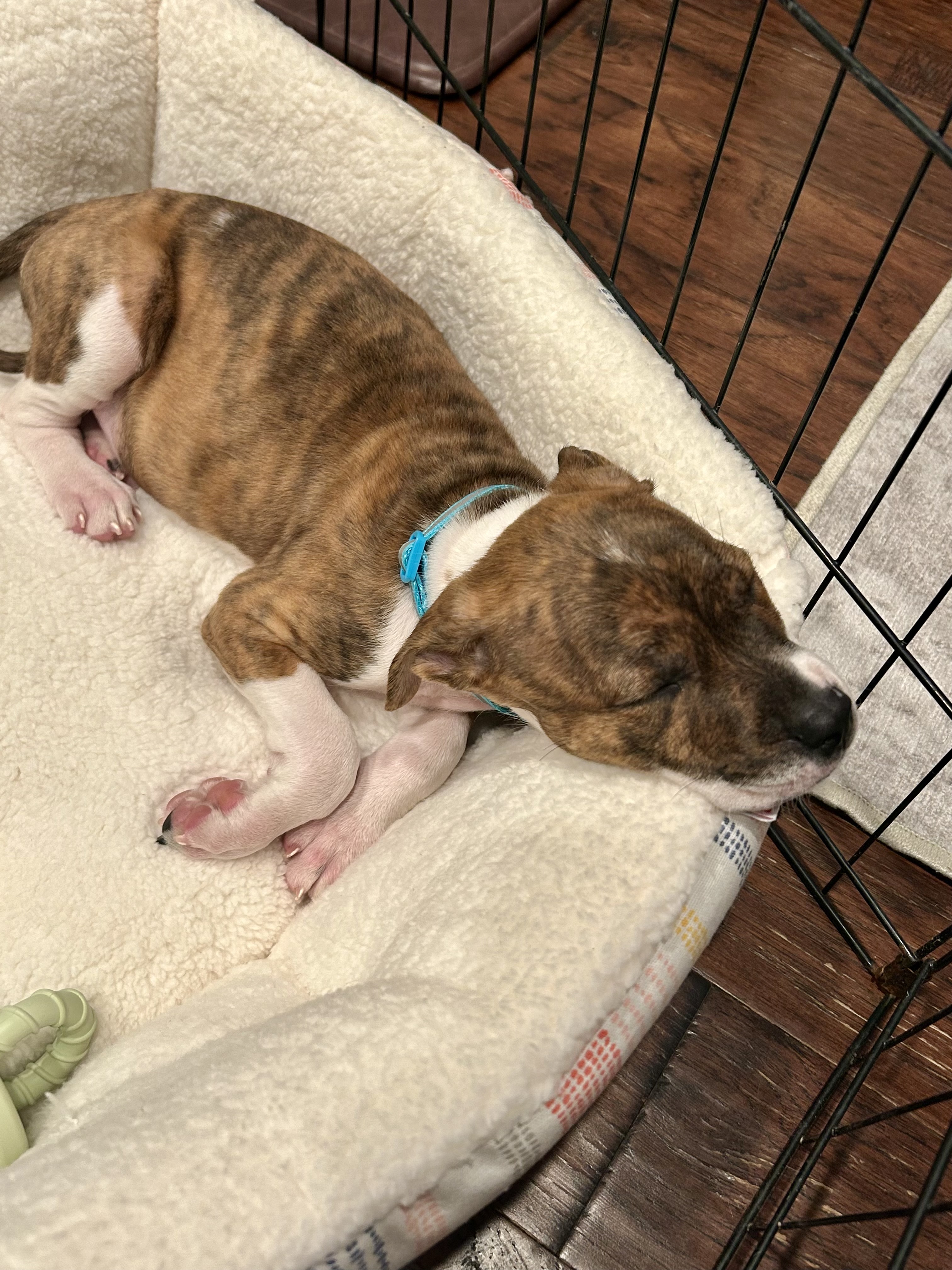 Boone, a Adopted Boxer in Omaha , NE image 2/6