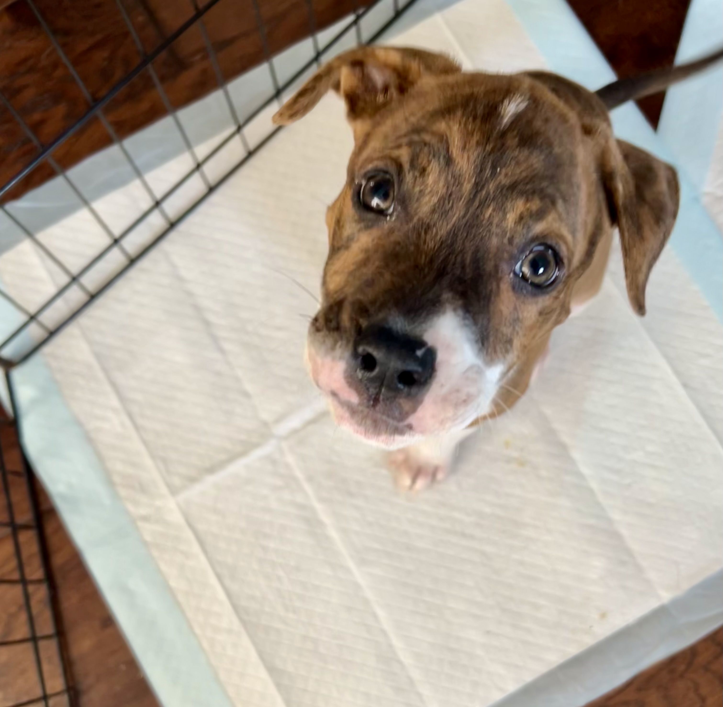 Boone, a Adopted Boxer in Omaha , NE image 3/6