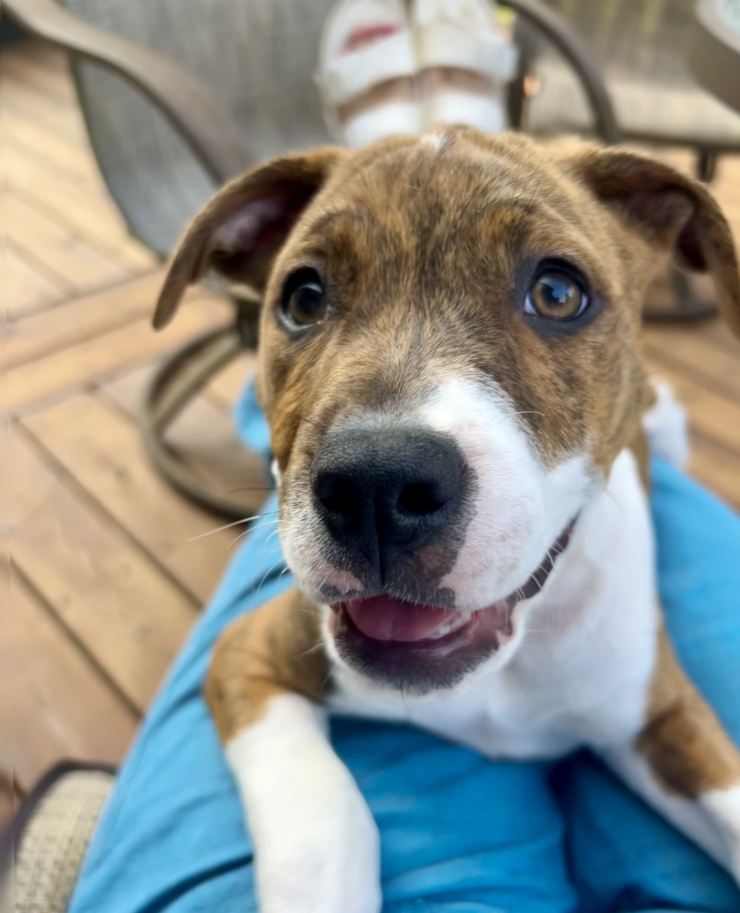 Boone, a Adopted Boxer in Omaha , NE image 4/6