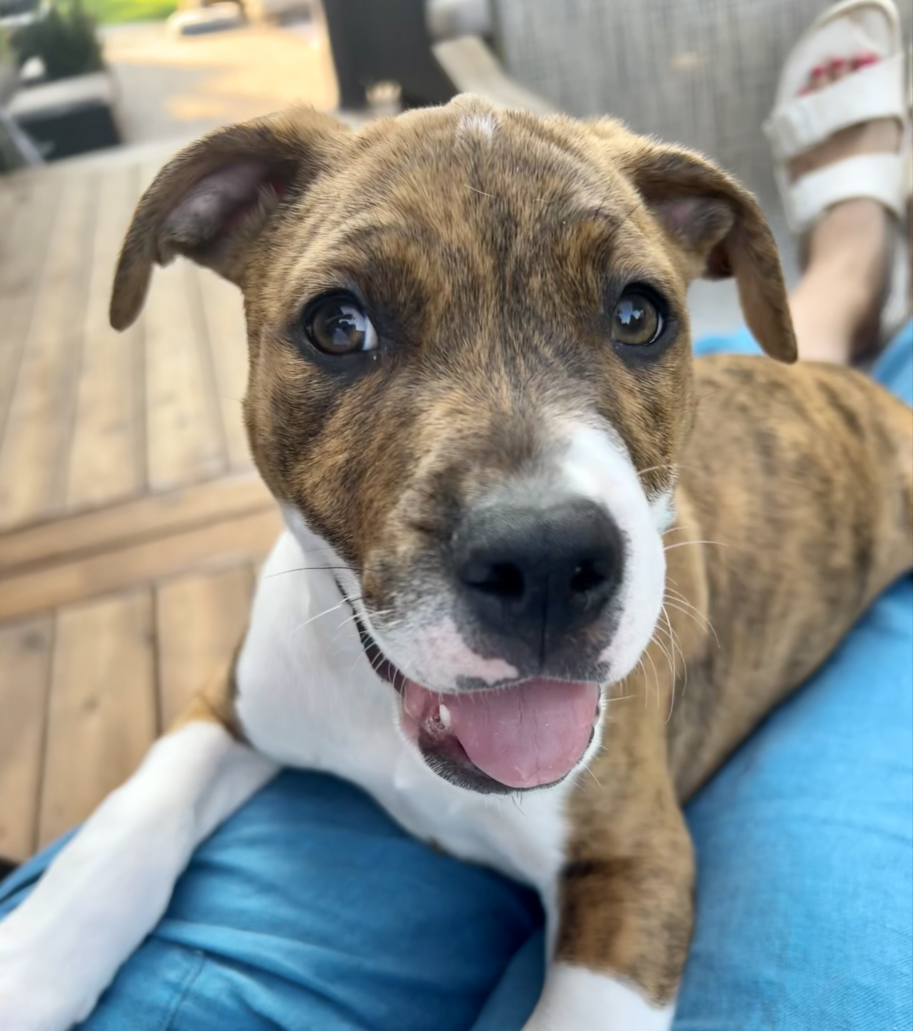 Boone, a Adopted Boxer in Omaha , NE image 5/6