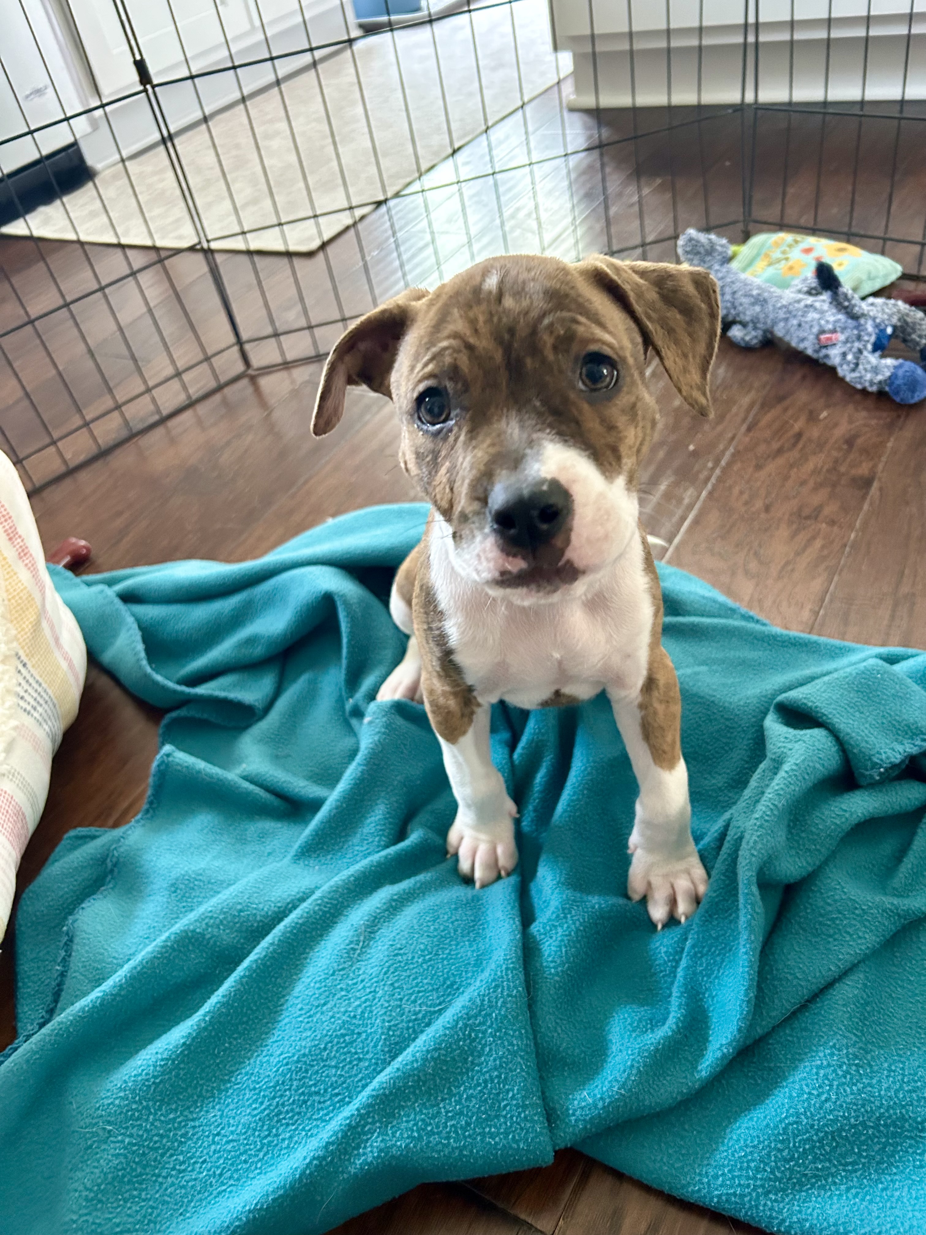 Boone, a Adopted Boxer in Omaha , NE image 6/6