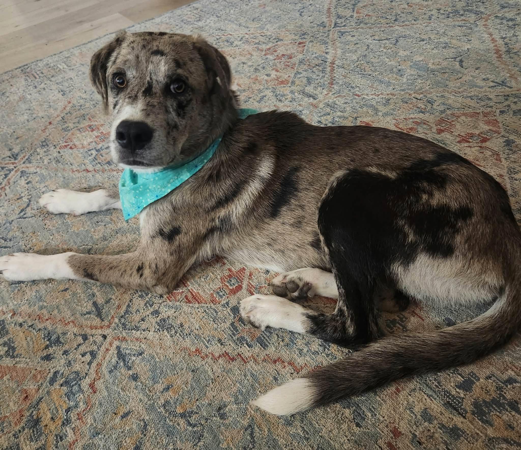 Callie, Adoptable, Puppy Female Australian Shepherd & Catahoula Leopard Dog.