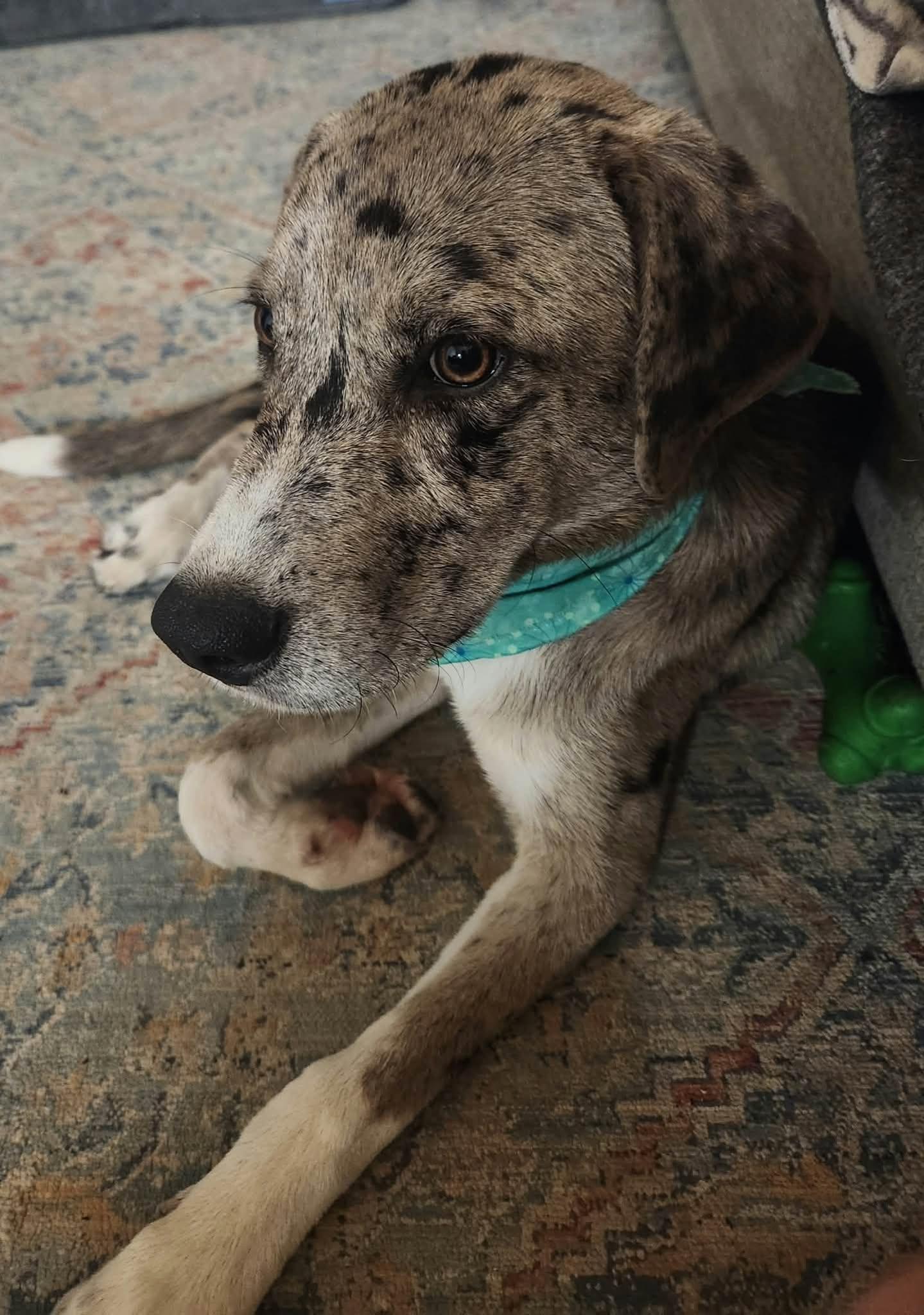 Enlarge Callie, a Adoptable mixed breed in Deridder, LA image 3/3