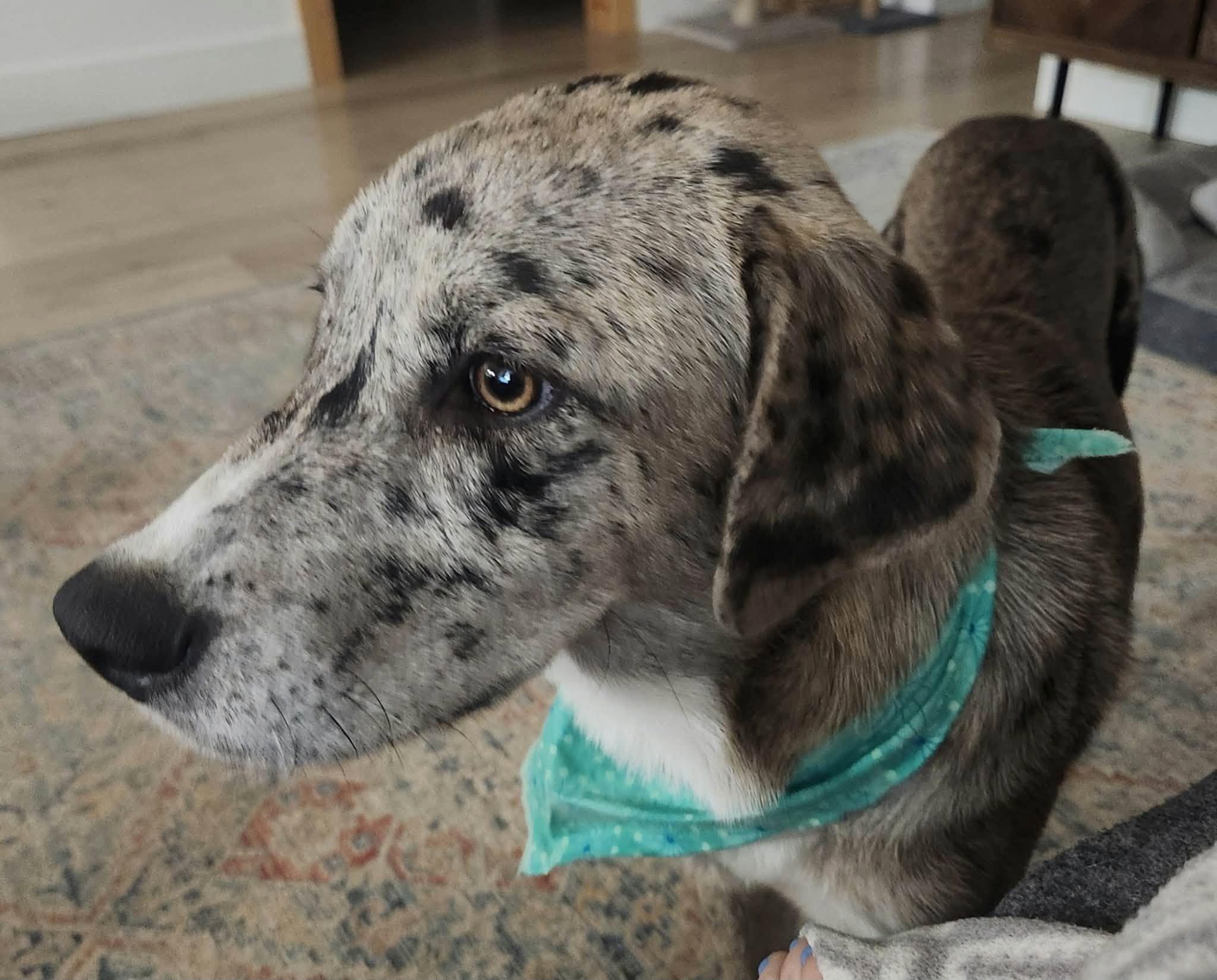 Enlarge Callie, a Adoptable mixed breed in Deridder, LA image 2/3