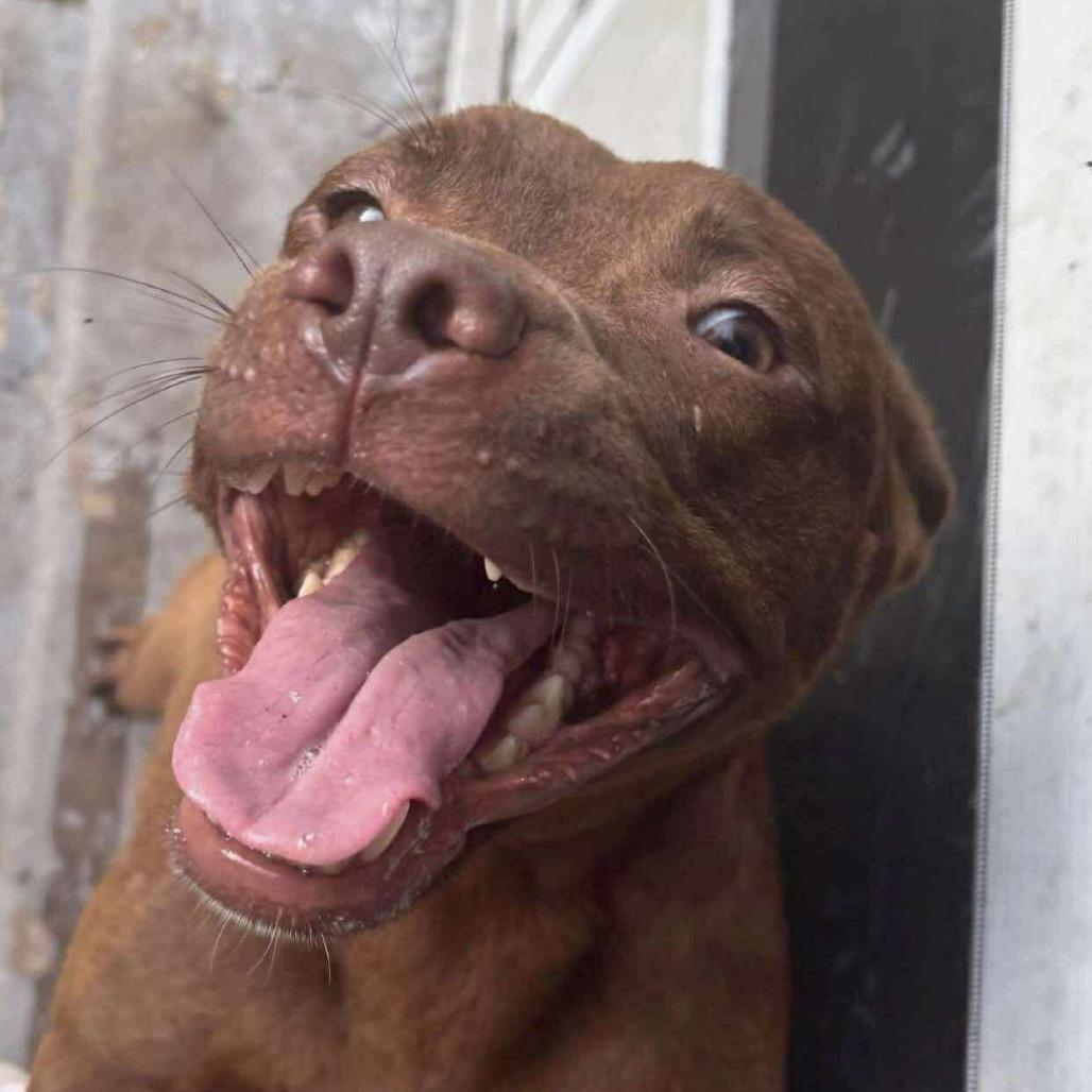 Enlarge Cocoa, a Adoptable Pit Bull Terrier in Eufaula, AL image 1/1