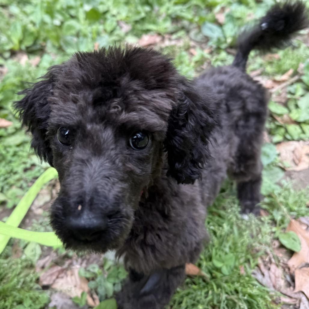 Maxey, Adoptable, Puppy Male Poodle.