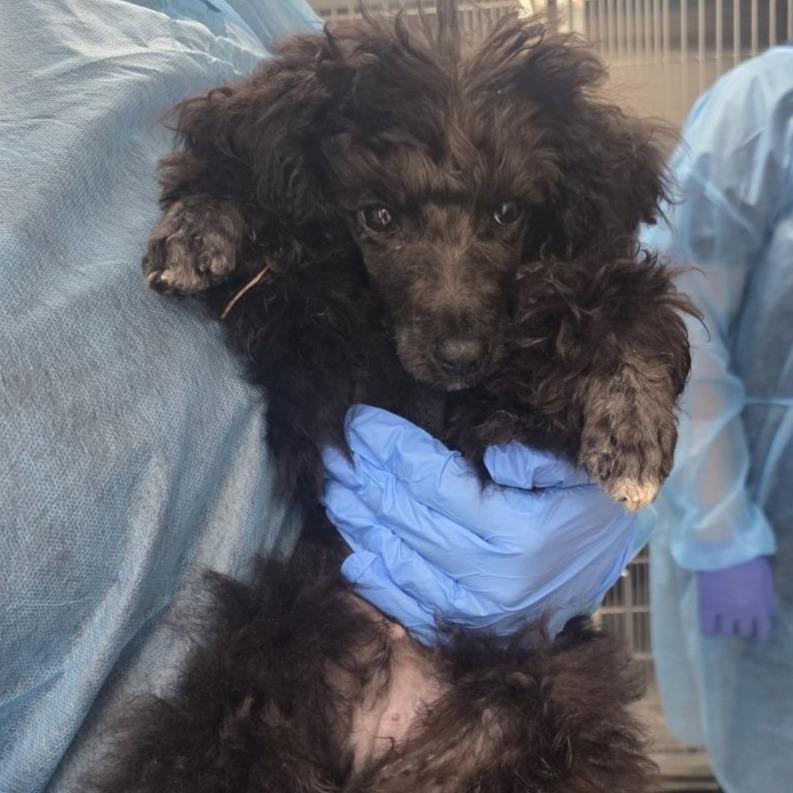 Enlarge Maxey, a Adoptable Poodle in West Chester, PA image 2/4