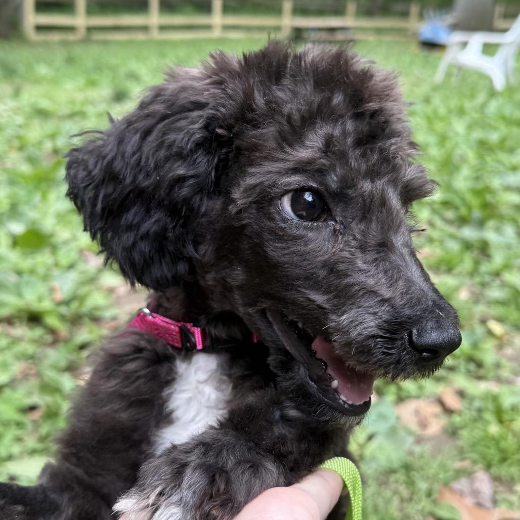 Enlarge Maxey, a Adoptable Poodle in West Chester, PA image 3/4