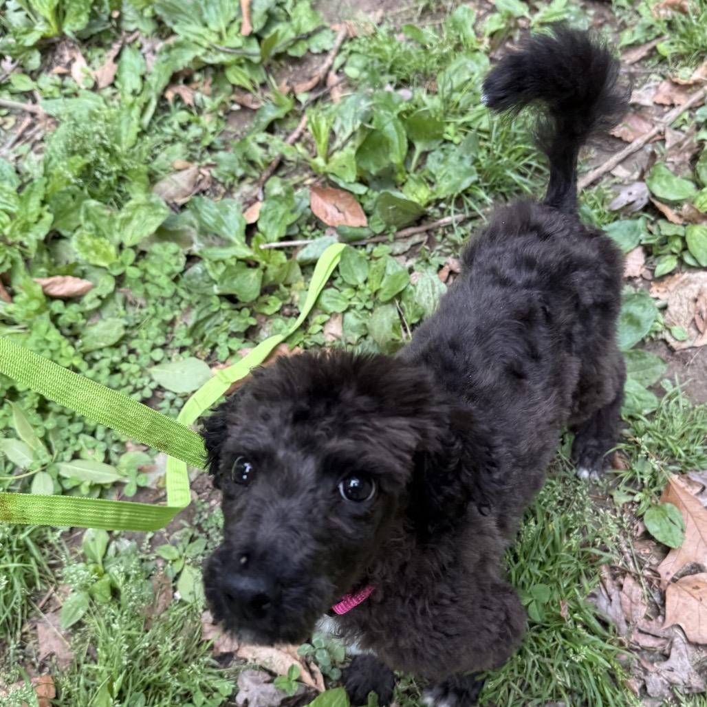 Enlarge Maxey, a Adoptable Poodle in West Chester, PA image 4/4