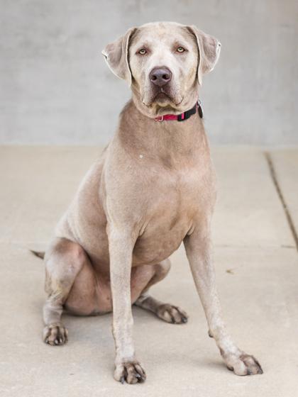 Enlarge Hans, a Adoptable mixed breed in Longmont, CO image 1/3