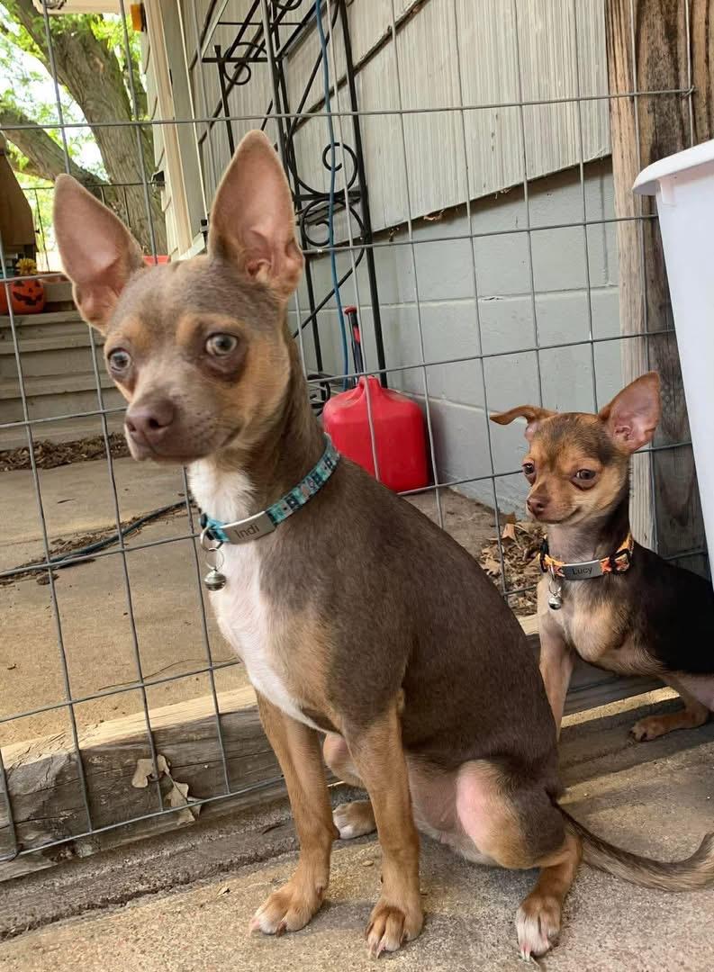 Chica, an adopted Chihuahua in Manhattan, KS image 2/2