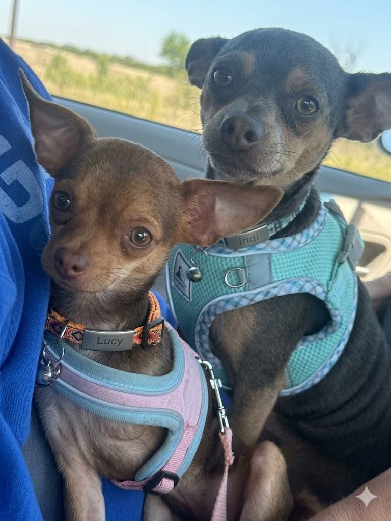 Chica, adopted, Puppy Female Chihuahua.