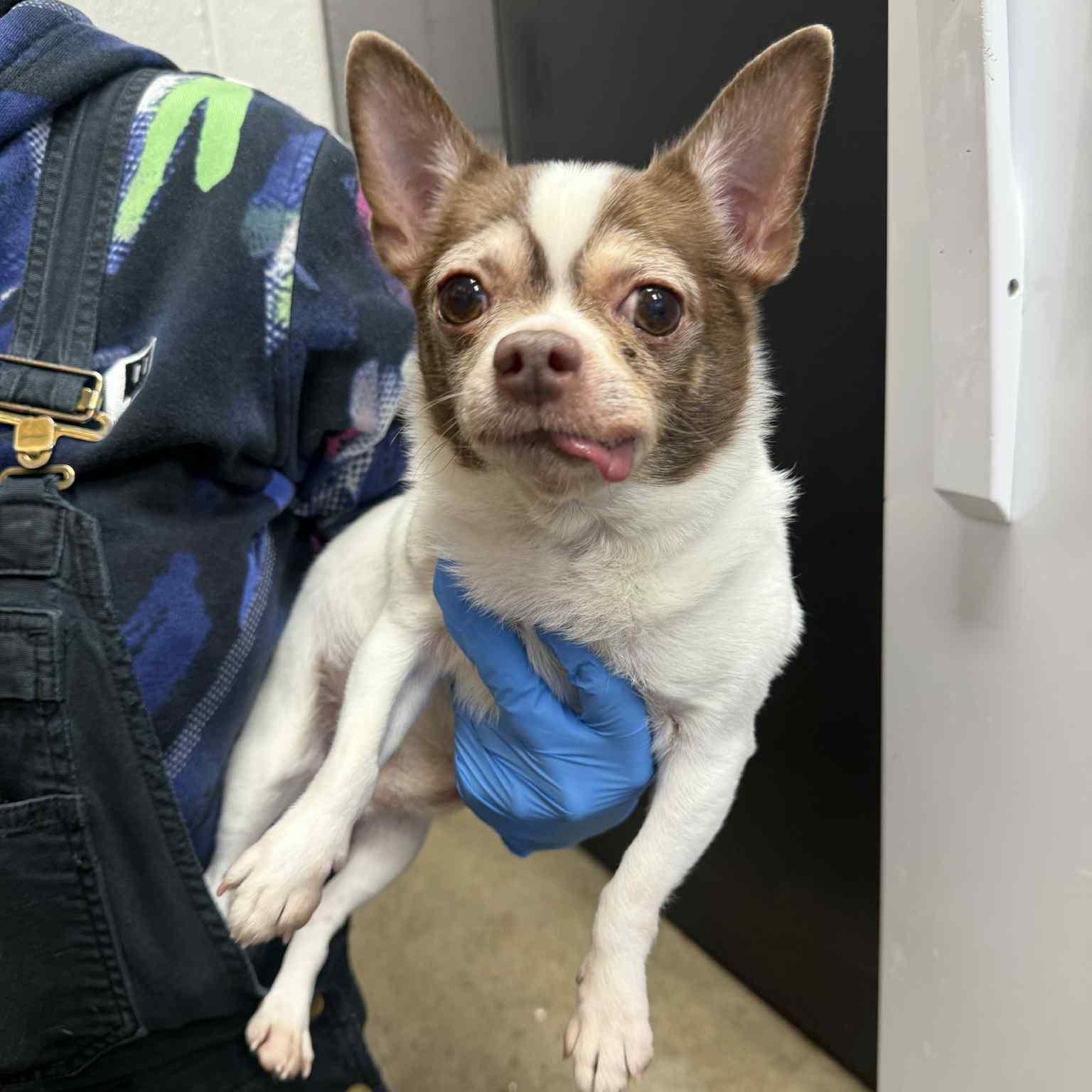 Benny, an adopted Chihuahua in Grants Pass, OR image 1/2