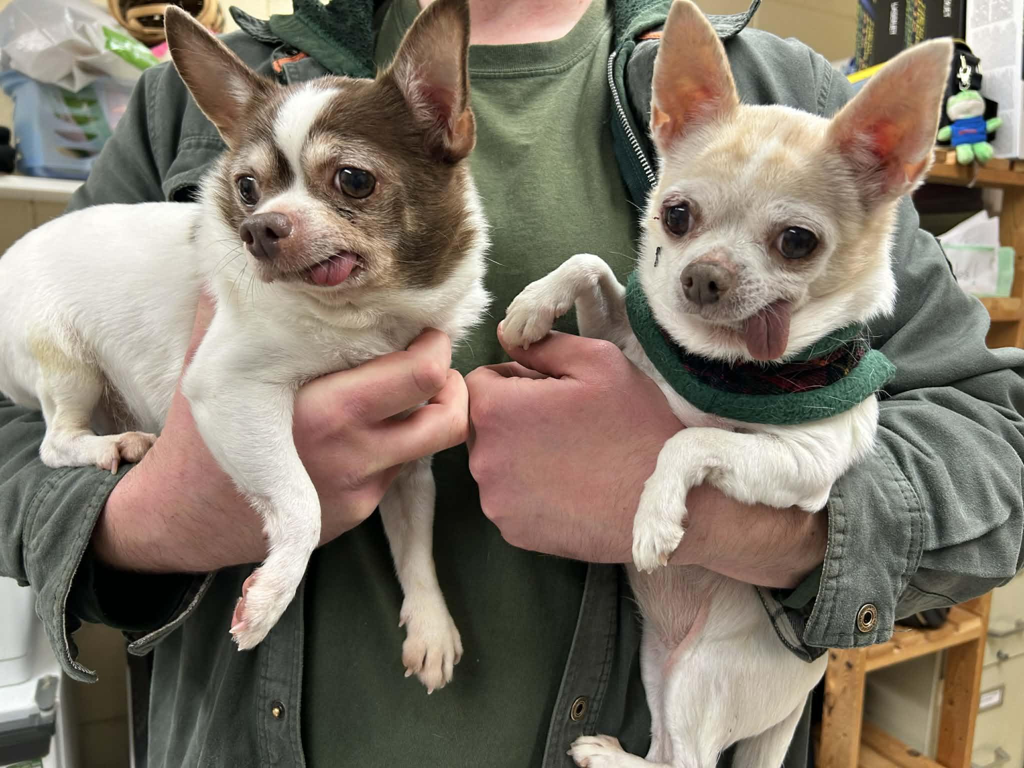 Benny, an adopted Chihuahua in Grants Pass, OR image 2/2