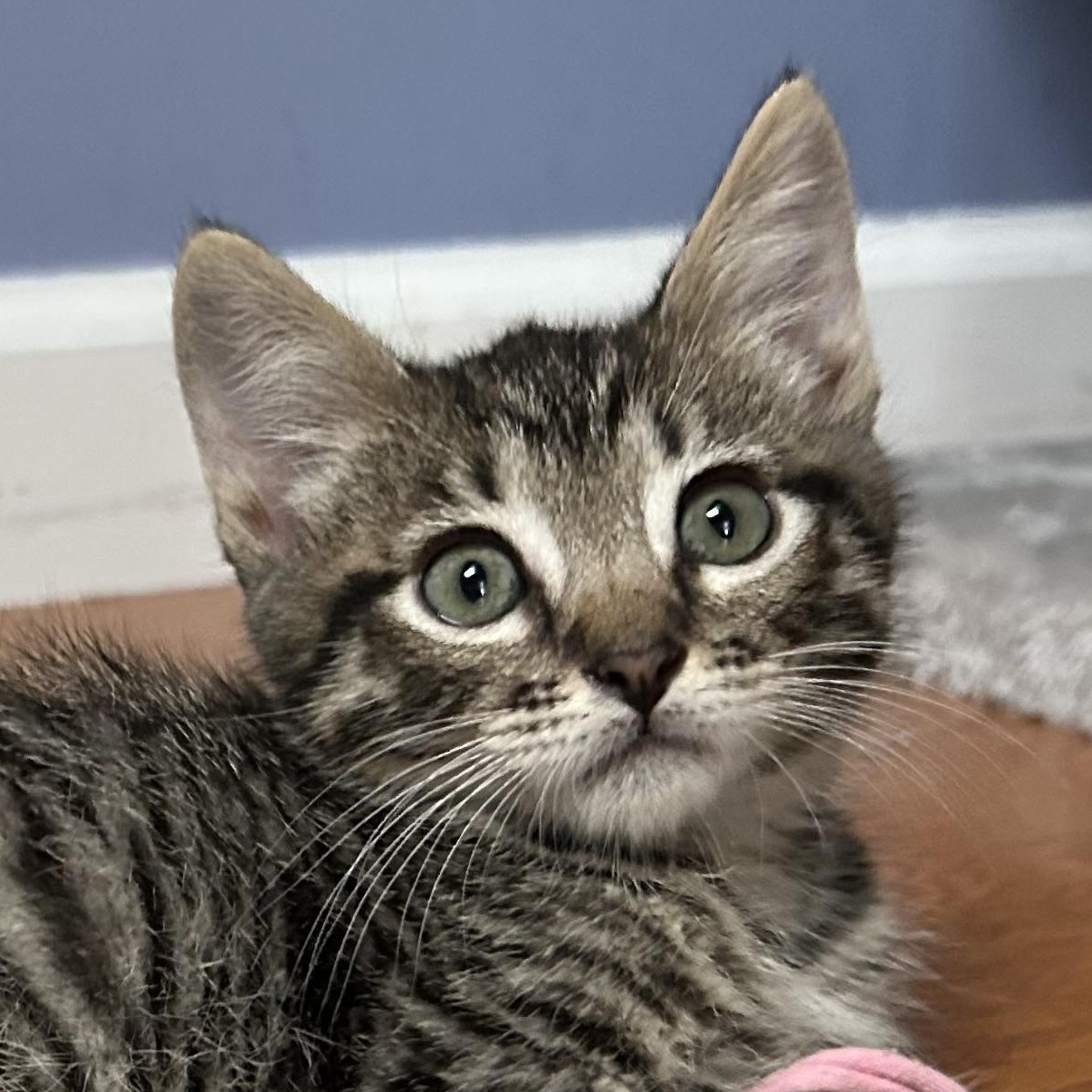 Griffin has been in a foster home with his 3 sisters since they were small kitte