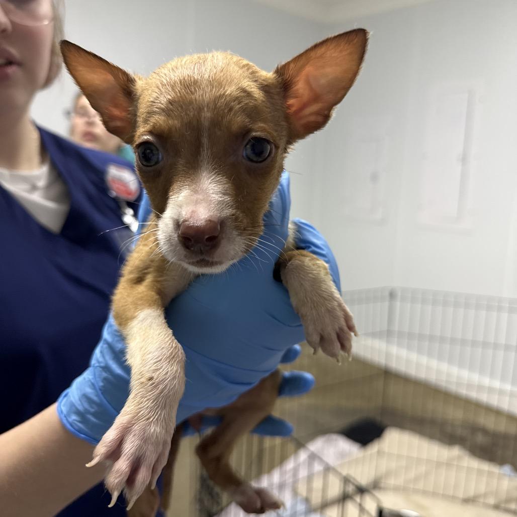 Enlarge Honeydew, a Adoptable Mixed Breed in Franklin, NC image 2/2