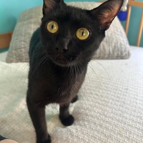 Venus, a ADOPTABLE Domestic Short Hair in St Leonard, MD image 2/2