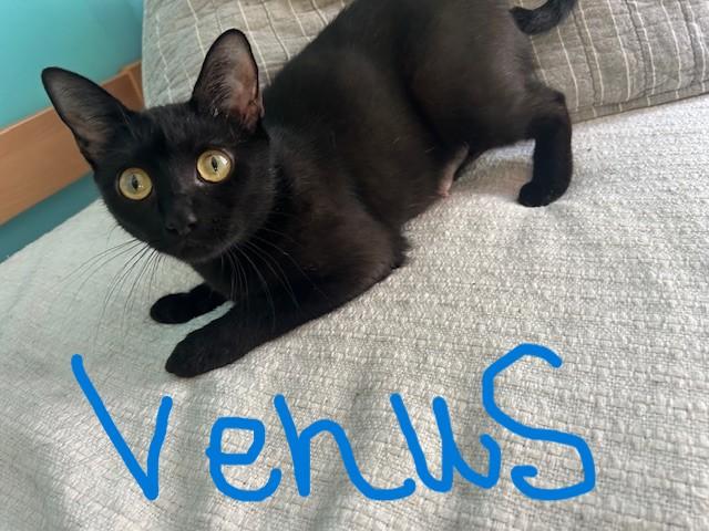 Venus, a ADOPTABLE Domestic Short Hair in St Leonard, MD image 1/2