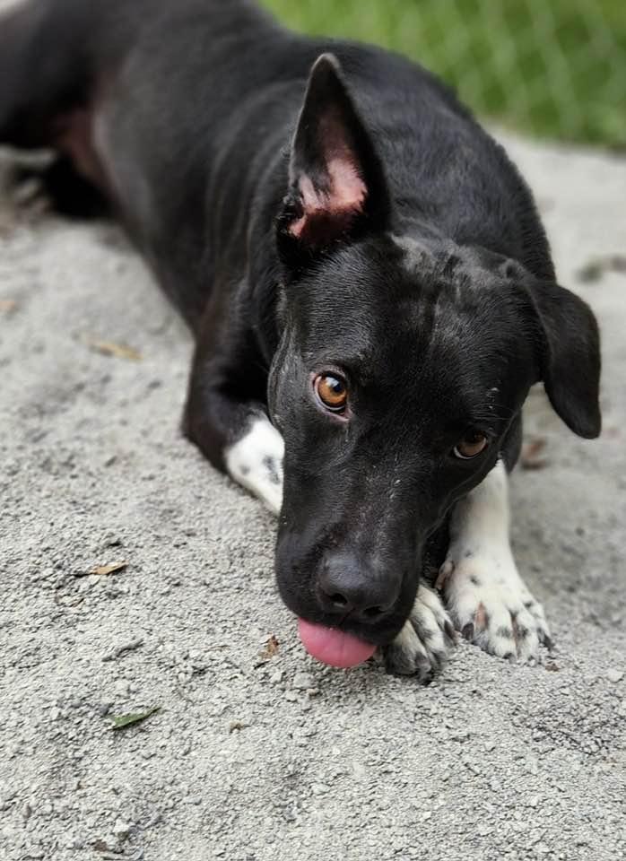 Socks, Adoptable, Young Female Pit Bull Terrier & Hound.