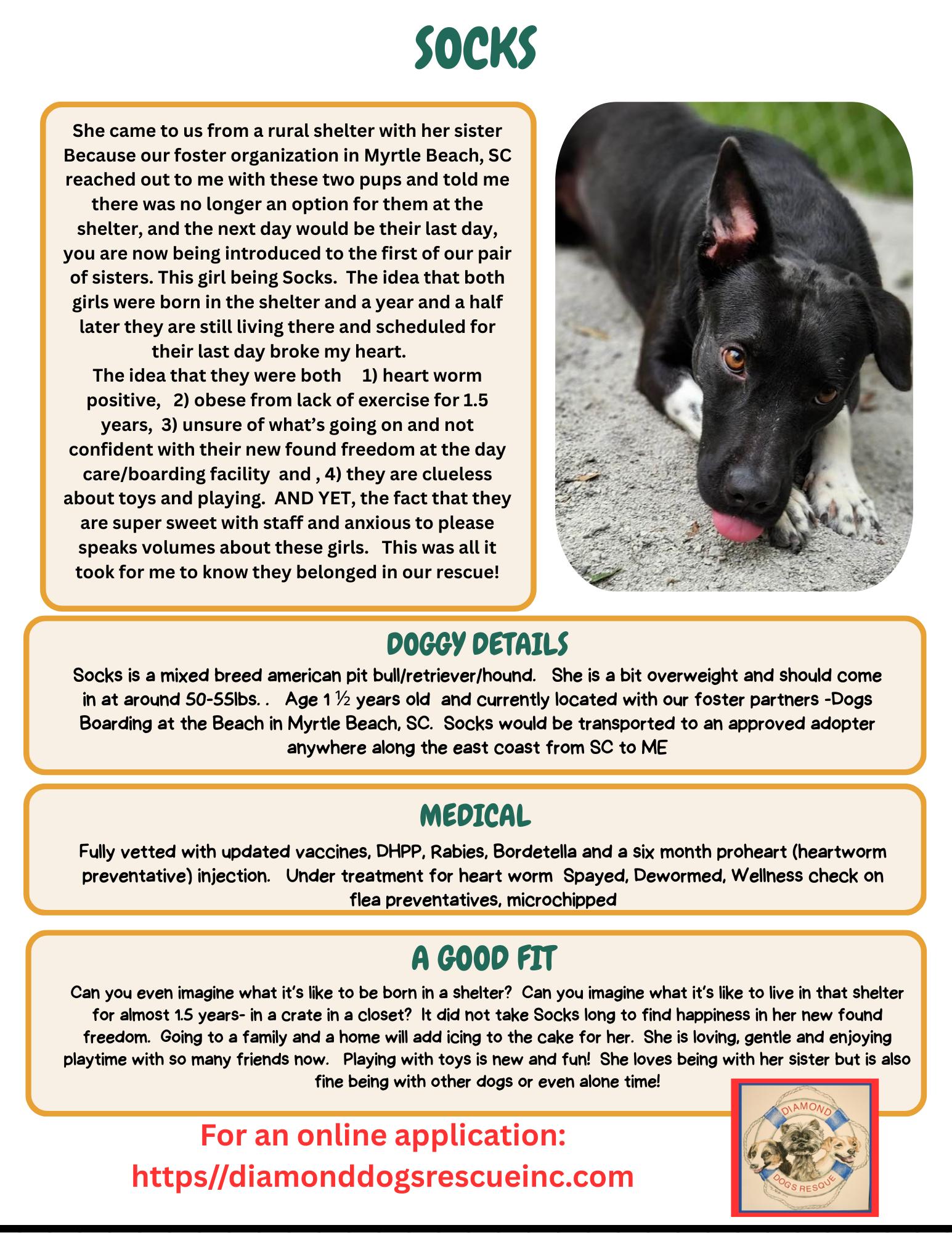 Enlarge Socks, a Adoptable mixed breed in Mount Holly, NJ image 6/6