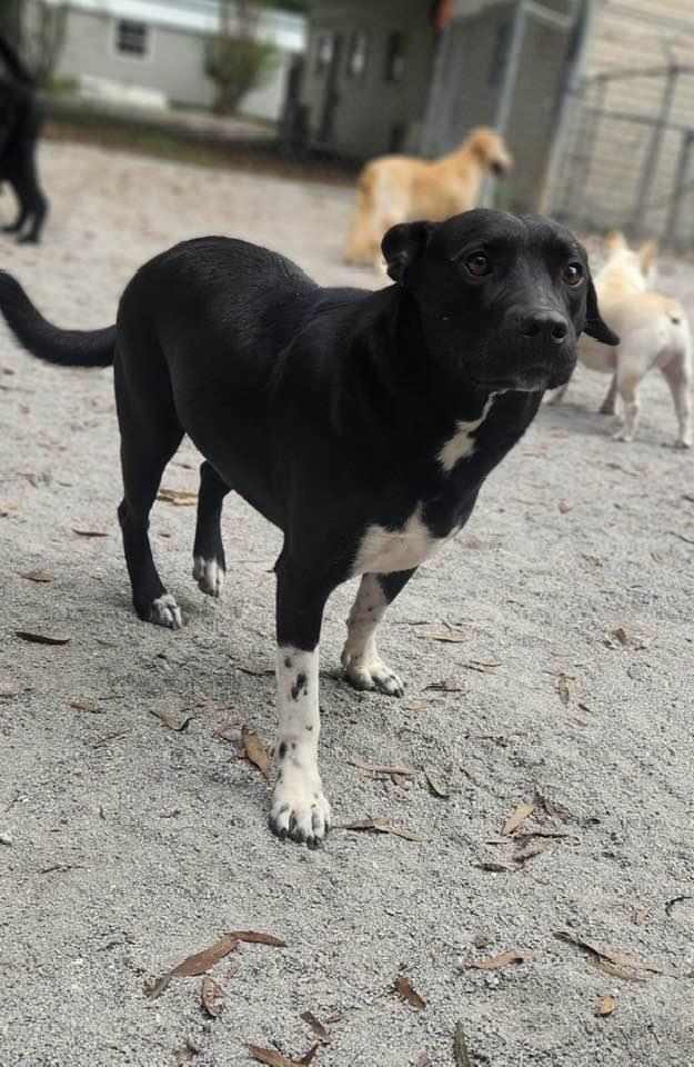 Enlarge Socks, a Adoptable mixed breed in Mount Holly, NJ image 3/6