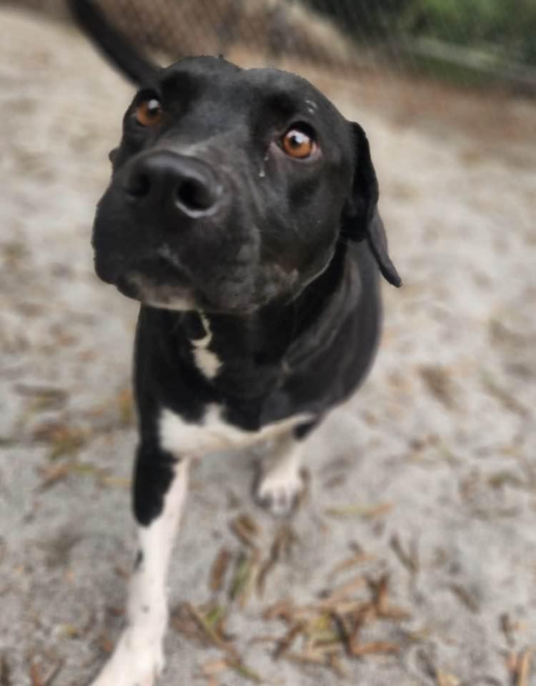 Enlarge Socks, a Adoptable mixed breed in Mount Holly, NJ image 2/6