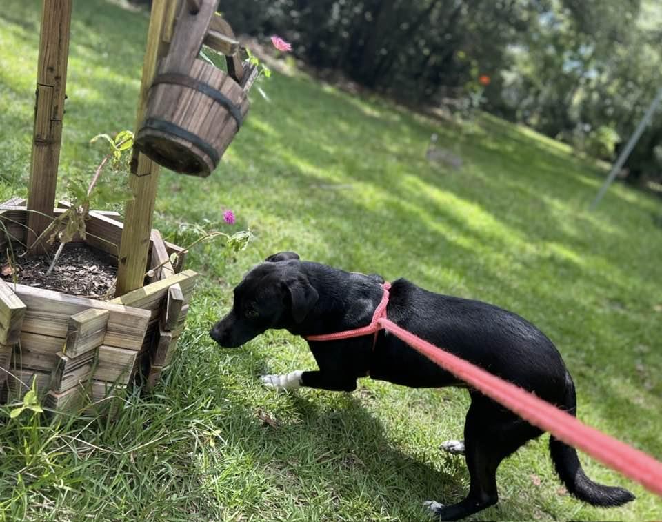 Enlarge Socks, a Adoptable mixed breed in Mount Holly, NJ image 5/6
