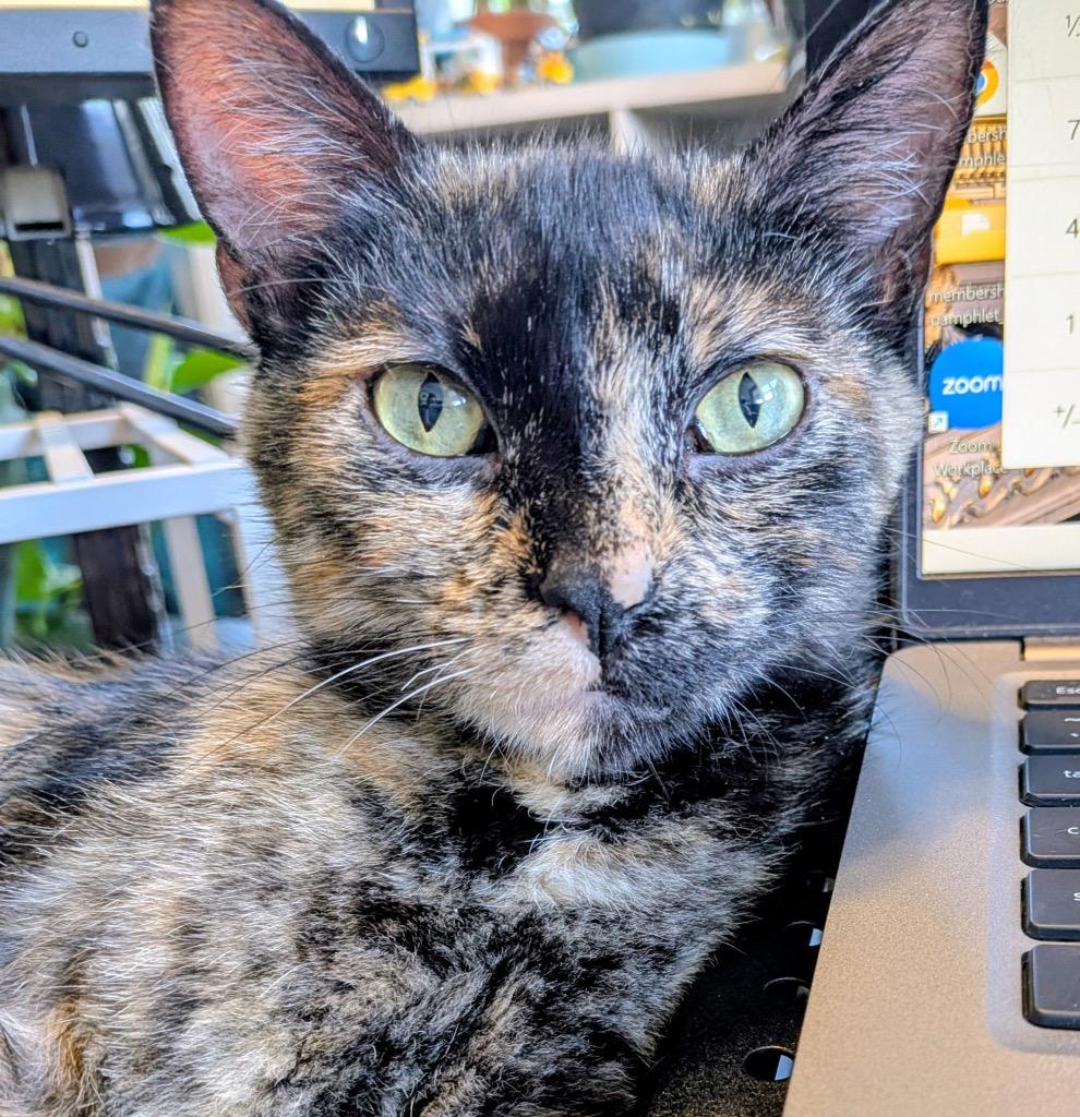 Kiddie, Adoptable, Young Female Domestic Short Hair.