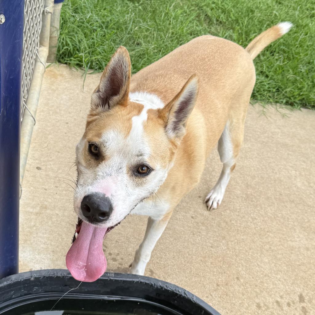 Lucky, a Adoptable Terrier in Brenham, TX image 3/6