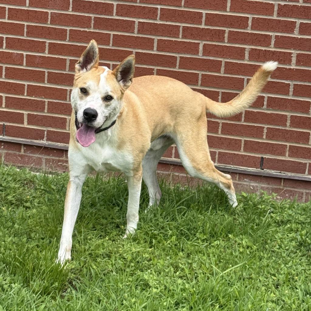 Lucky, a Adoptable Terrier in Brenham, TX image 2/6