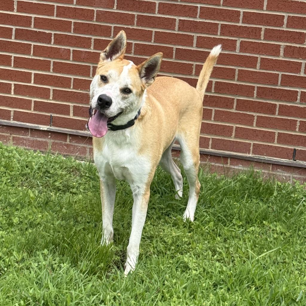 Lucky, a Adoptable Terrier in Brenham, TX image 5/6