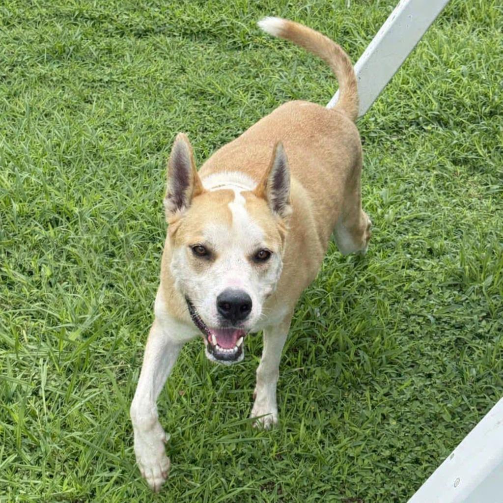 Lucky, a Adoptable Terrier in Brenham, TX image 4/6