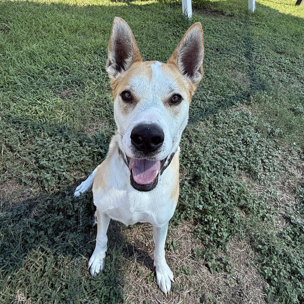 Lucky, a Adoptable Terrier in Brenham, TX image 5/6
