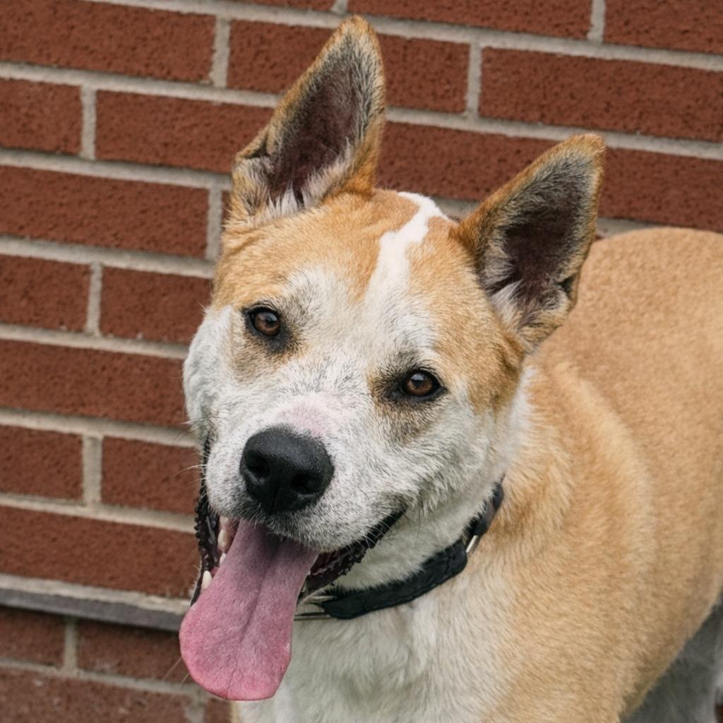 Lucky, Adoptable, Adult Male Terrier.