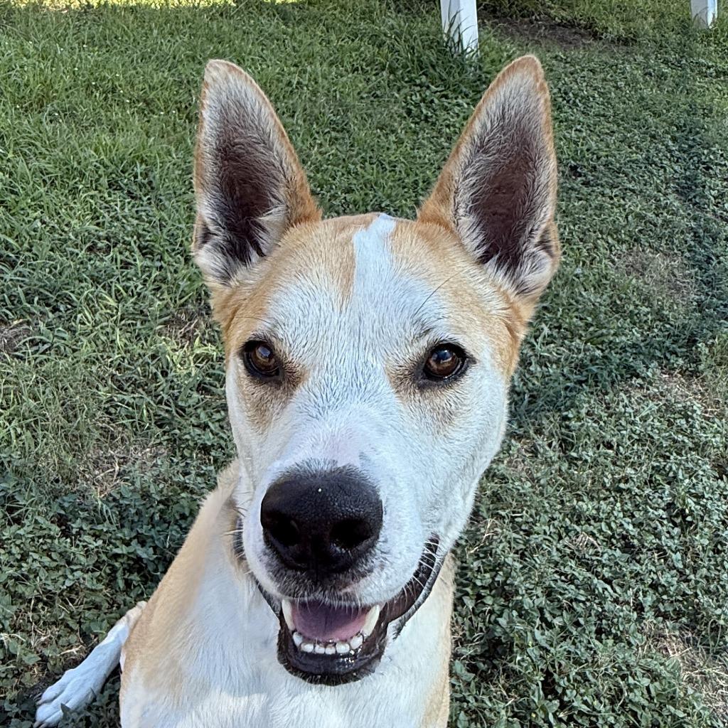 Lucky, a Adoptable Terrier in Brenham, TX image 1/6