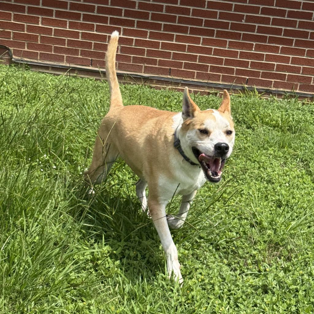 Lucky, a Adoptable Terrier in Brenham, TX image 6/6